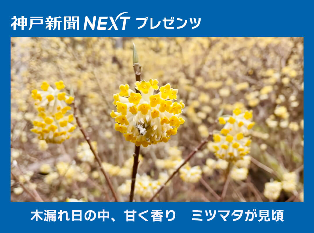 木漏れ日の中 甘く香り 本谷のミツマタ が見頃 宍粟 Kobe Tv 神戸tv