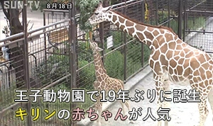 王子動物園で19年ぶりに誕生 キリンの赤ちゃんが人気