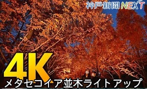 【4K紅葉】メタセコイア並木ライトアップ　神戸市立森林植物園