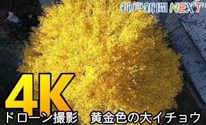 【4K動画】ドローン撮影　黄金色の大イチョウ　宇土観音で知られる弘誓寺　兵庫県丹波篠山市