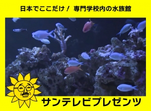 日本でここだけ！ 専門学校内の水族館 AQUA TEXT