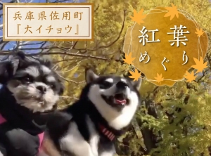 兵庫県佐用町の大イチョウが凄かった！