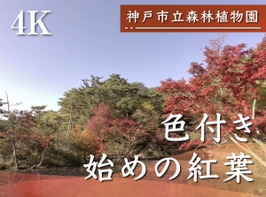 神戸市立森林植物園・色付き始めの紅葉。